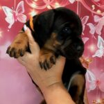 Assol-female-doberman-puppy-for-sale-1 (1)