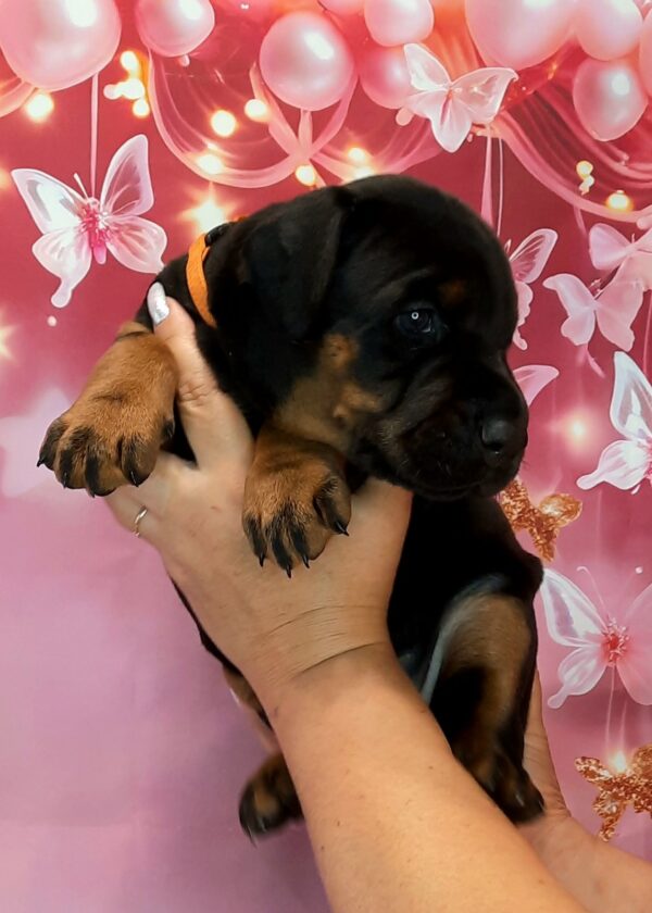 Assol Dobermann Assol Dobermann