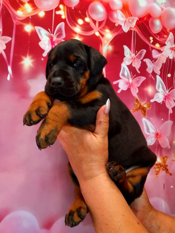 Assol Dobermann Assol Dobermann