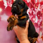 Assol-female-doberman-puppy-for-sale-1 (3)