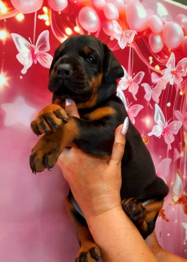 Assol Dobermann Assol Dobermann