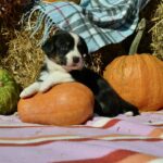 Ayrin-female-welsh-corgi-puppy-for-sale-1 (2)