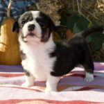 Ayrin-female-welsh-corgi-puppy-for-sale-1 (3)