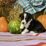 Ayrin-female-welsh-corgi-puppy-for-sale-1 (4)