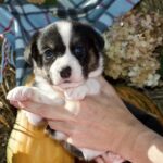 Ayrin-female-welsh-corgi-puppy-for-sale-1 (5)