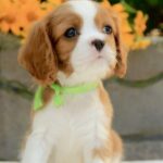 Badi-male-Cavalier-King-Charles-Spaniel-puppy-for-sale-1