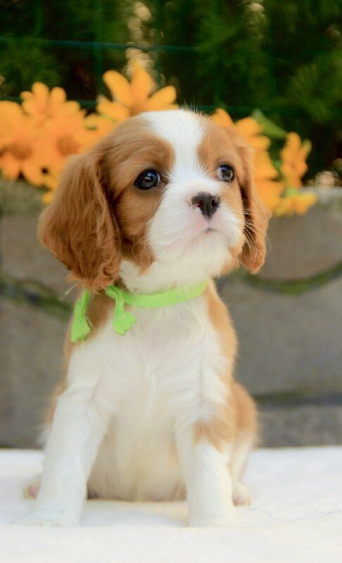 Badi Cavalier King Charles Spaniel Badi Cavalier King Charles Spaniel