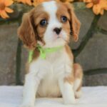 Badi-male-Cavalier-King-Charles-Spaniel-puppy-for-sale-2