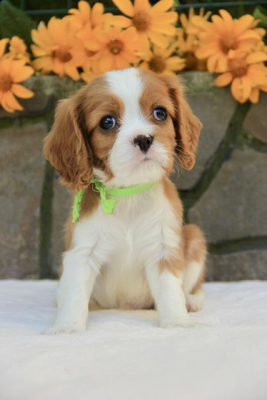 Badi Cavalier King Charles Spaniel Badi Cavalier King Charles Spaniel