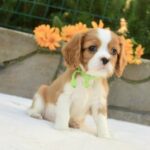 Badi-male-Cavalier-King-Charles-Spaniel-puppy-for-sale-3