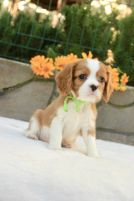 Badi Cavalier King Charles Spaniel Badi Cavalier King Charles Spaniel