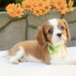Badi-male-Cavalier-King-Charles-Spaniel-puppy-for-sale-4
