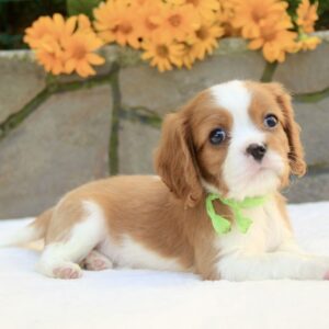 Badi Cavalier King Charles Spaniel