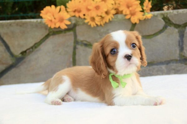Badi Cavalier King Charles Spaniel Badi Cavalier King Charles Spaniel