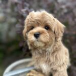 Baloo-male-maltipoo-puppy-for-sale-1 (1)