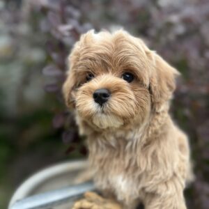 Baloo Maltipoo