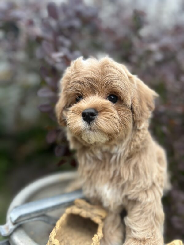 Baloo Maltipoo Baloo Maltipoo