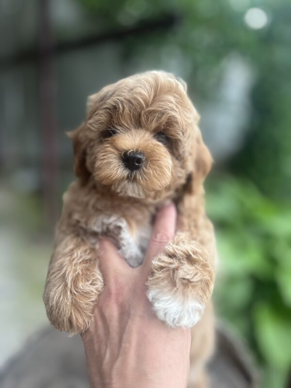 Baloo Maltipoo Baloo Maltipoo