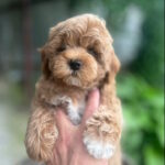 Baloo-male-maltipoo-puppy-for-sale-1 (3)