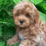Baloo-male-maltipoo-puppy-for-sale-1 (4)
