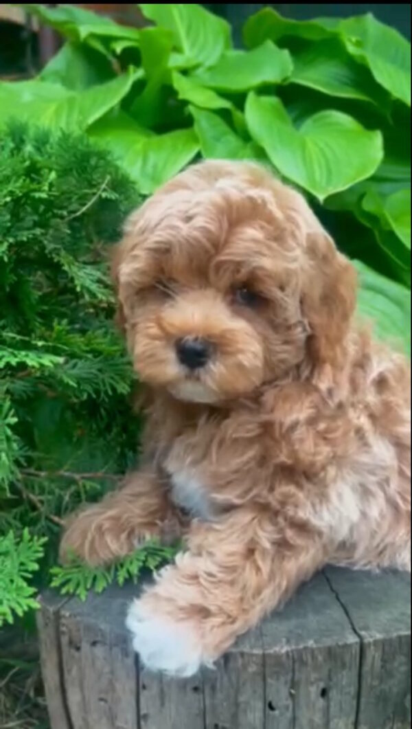 Baloo Maltipoo Baloo Maltipoo