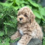 Baloo-male-maltipoo-puppy-for-sale-1 (5)