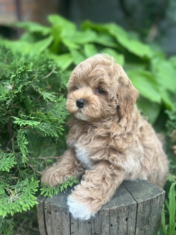 Baloo Maltipoo Baloo Maltipoo