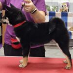 Banzai-male-Shiba-Inu-puppy-for-sale-1