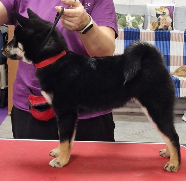 Banzai Shiba Inu Banzai Shiba Inu