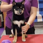 Banzai-male-Shiba-Inu-puppy-for-sale-2
