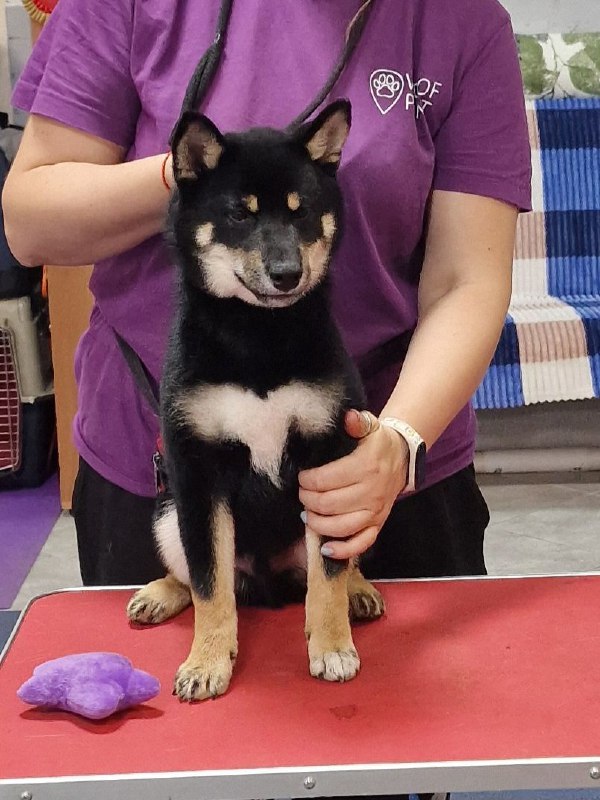 Banzai Shiba Inu Banzai Shiba Inu