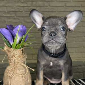Barbara French Bulldog