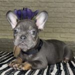 Beata French Bulldog