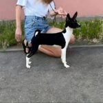 Barca-female-Basenji-puppy-for-sale-1
