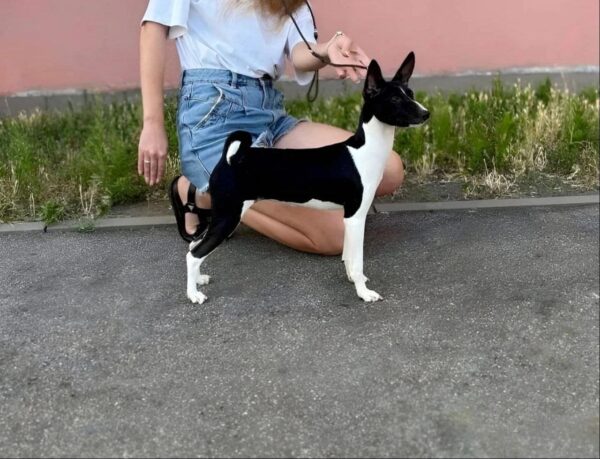 Barca Basenji Barca Basenji