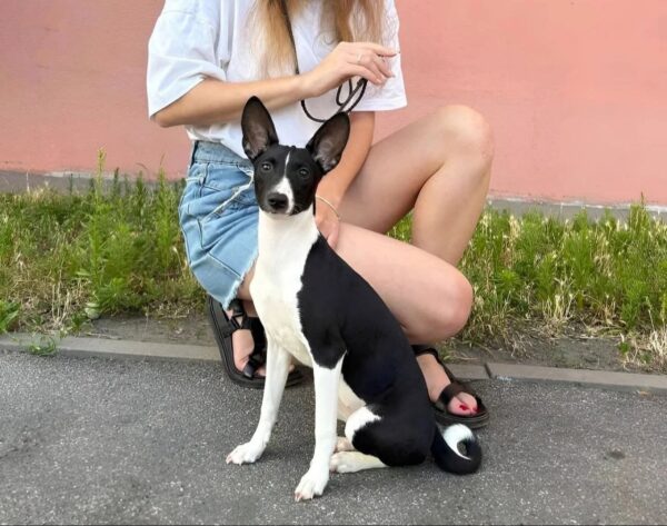 Barca Basenji Barca Basenji