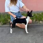 Barca-female-Basenji-puppy-for-sale-3