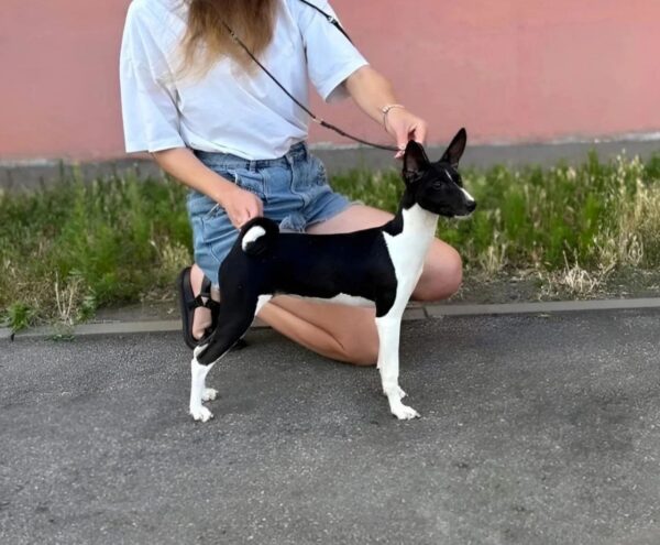 Barca Basenji Barca Basenji