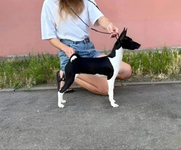 Barca Basenji Barca Basenji