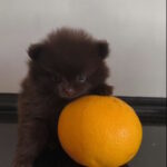 Barney-male-pomeranian-puppy-for-sale-1 (1)