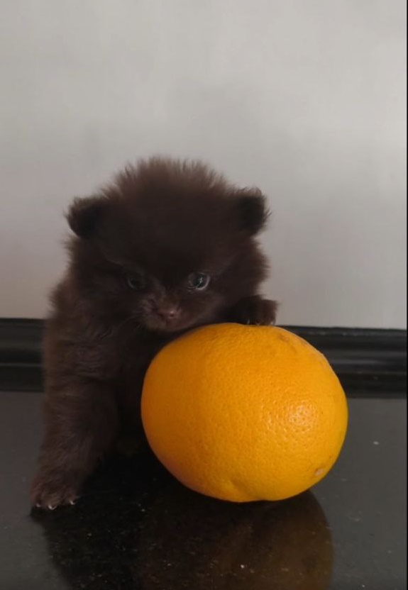 Barney Pomeranian Barney Pomeranian