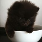 Barney-male-pomeranian-puppy-for-sale-1 (2)