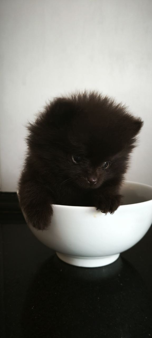 Barney Pomeranian Barney Pomeranian