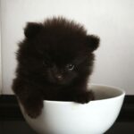 Barney-male-pomeranian-puppy-for-sale-1 (3)