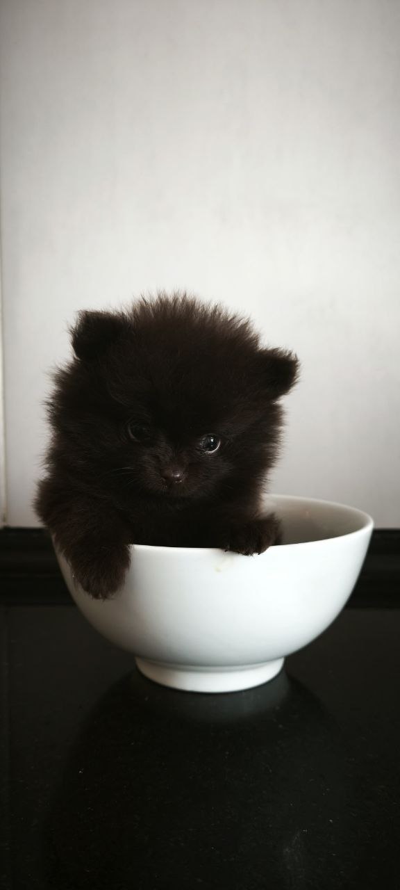 Barney Pomeranian Barney Pomeranian