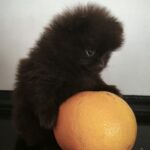 Barney-male-pomeranian-puppy-for-sale-1 (4)