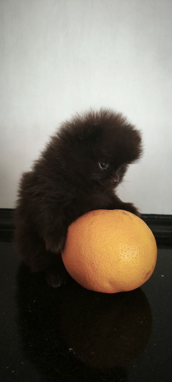 Barney Pomeranian Barney Pomeranian