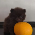 Barney-male-pomeranian-puppy-for-sale-1 (5)