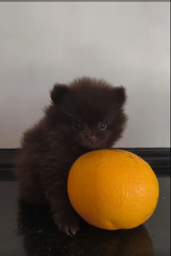 Barney Pomeranian Barney Pomeranian