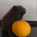 Barney-male-pomeranian-puppy-for-sale-1 (6)